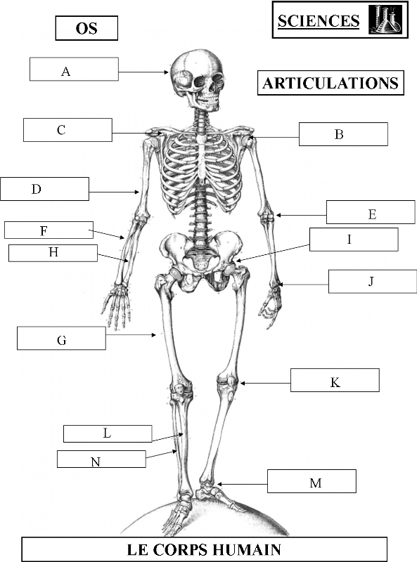 Exercice sur le corps humain : texte à lire et schéma à compléter - CE1,  CE2, CM1, Divers - La Salle des Maitres